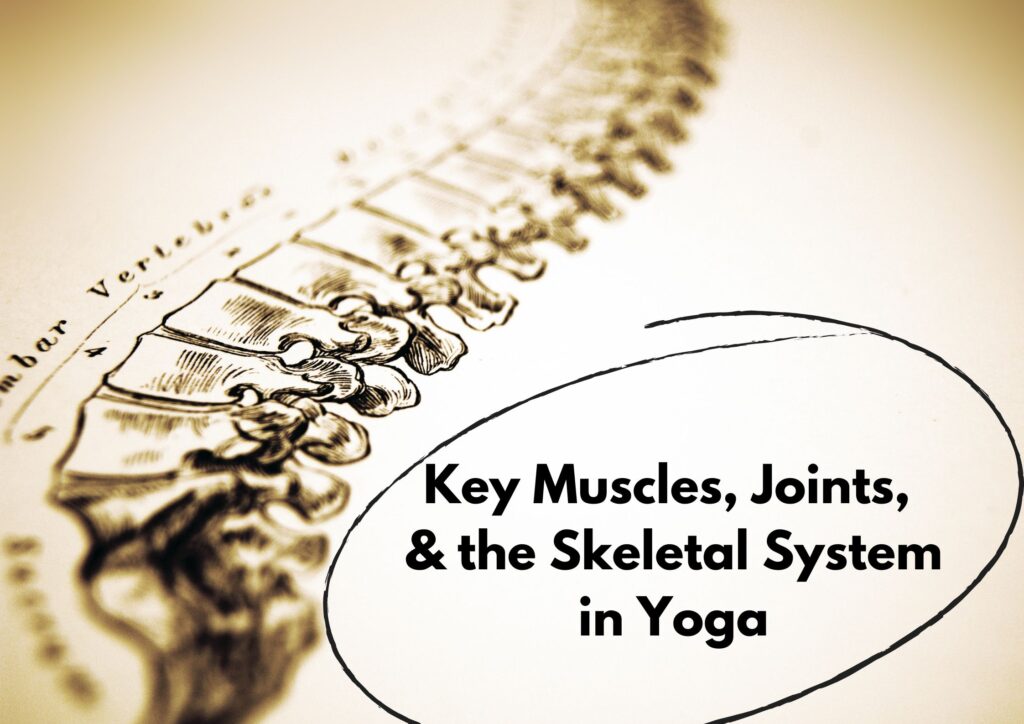 Key Muscles Joints and the Skeletal System in Yoga