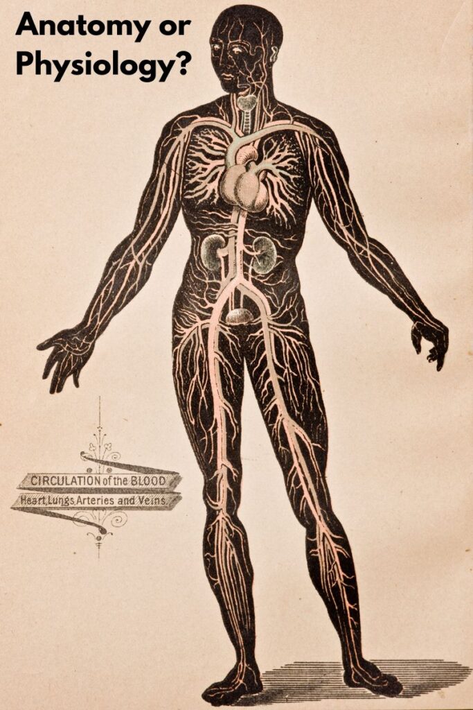 Key Muscles Joints and the Skeletal System in Yoga 2