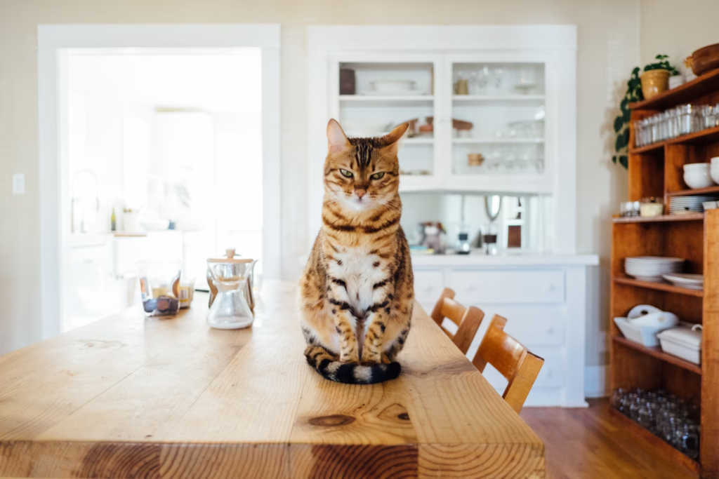 angry cat ready to scratch a yoga block