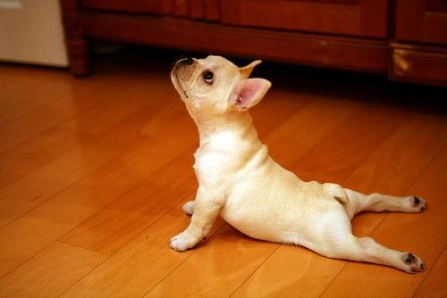 Puppy Yoga